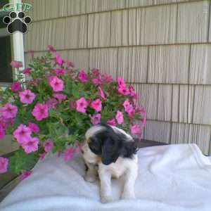 Duke, Cavalier King Charles Spaniel Puppy
